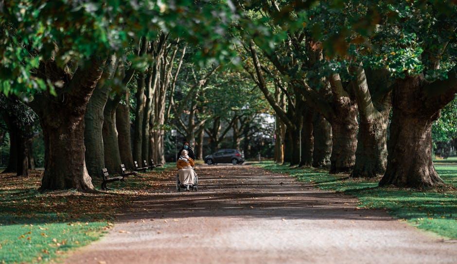 A person in a wheelchair wearing a face mask and a brown jacket is sitting in the middle of a tree-lined pathway, surrounded by tall, leafy trees with dense green foliage. The pathway is shaded by the