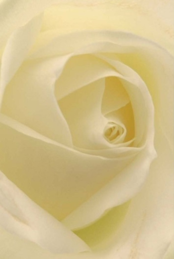 Looking closely at this exquisite white rose is like pausing on a tranquil morning walk through Harlesden, captivated by a fleeting moment of natural sophistication. Each petal, arranged in delicate concentric layers, fuses shades of white, cream, and a hint of pale gold, the gentle light shimmering as though the flower glows from within. The composition is serene-a picture of balance and understated luxury, perfect for centrepieces at a wedding in the community hall or for celebrating enduring love nearby. I see in the flower's flawless spiraled core a symbol of pure intent and quiet fortitude, much like the steady heartbeat of Harlesden itself. Subtle undertones in colour and shadow enhance its beauty, while the imagined fragrance-fresh, clean, and inviting-transforms any space it graces. This rose, thoughtfully cultivated and hand-selected by local florists, offers more than just softness; it embodies the grace and resilience desired for life's most meaningful moments, standing ready to carry one's hopes, apologies, or affections within every curl of its petals.